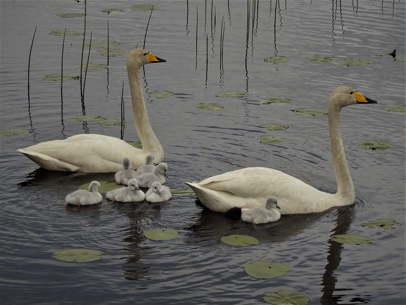Valokuvaaja: Maarit Siitonen
