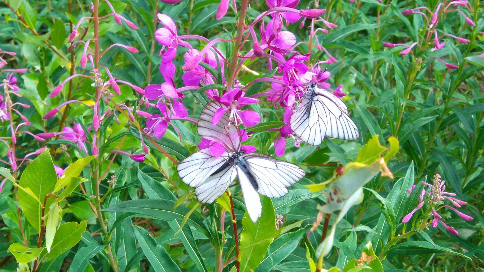 Valokuvaaja: Reetta Ryymin