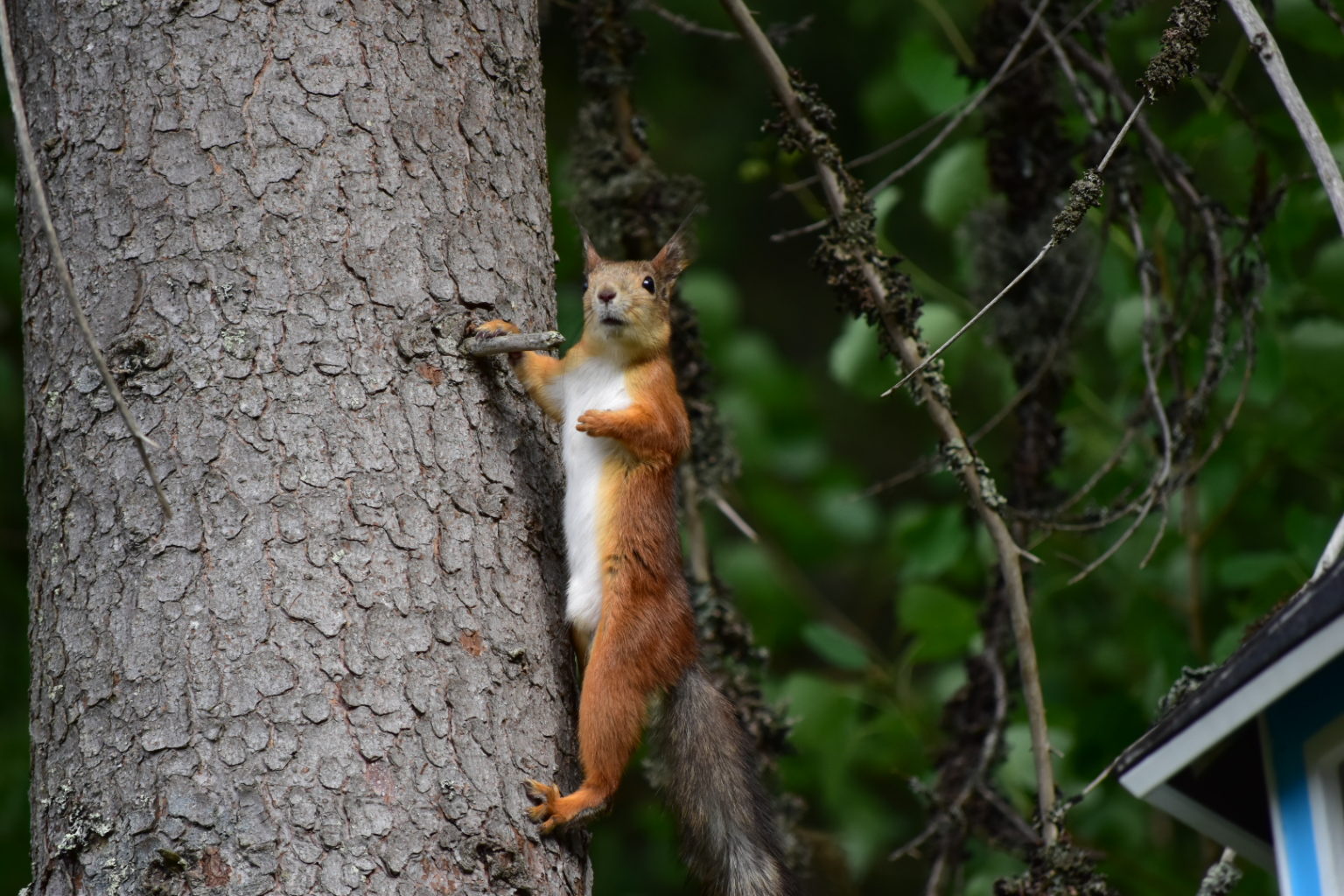 Valokuvaaja: Jyri Oksanen