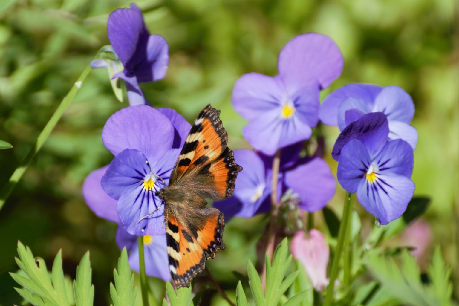 Valokuvaaja: Pertti Luoma