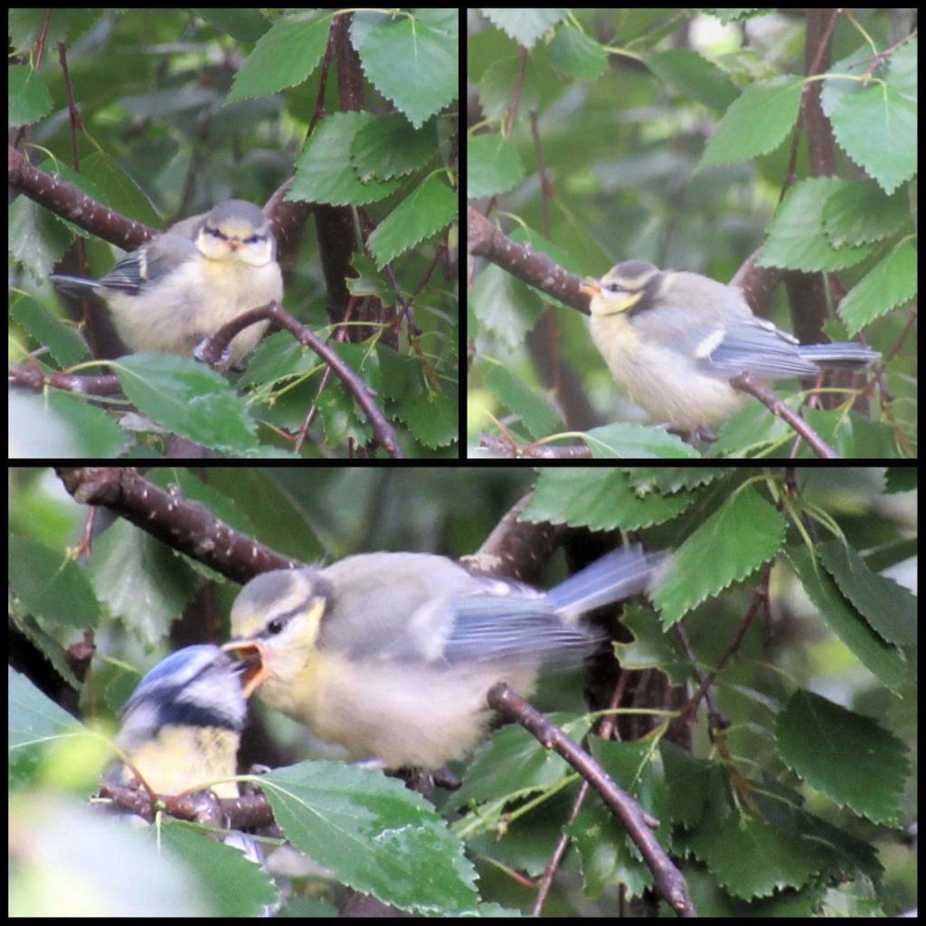 Valokuvaaja: Tuula Makkonen