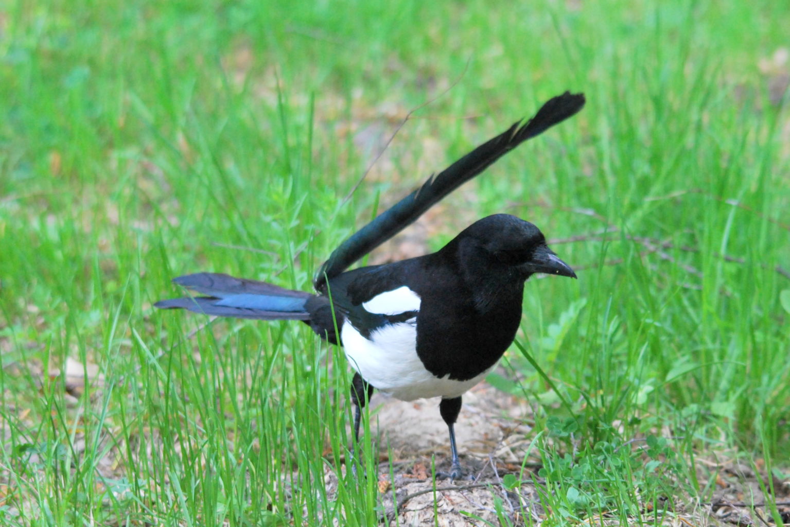 Valokuvaaja: Kaarlo Asikainen
