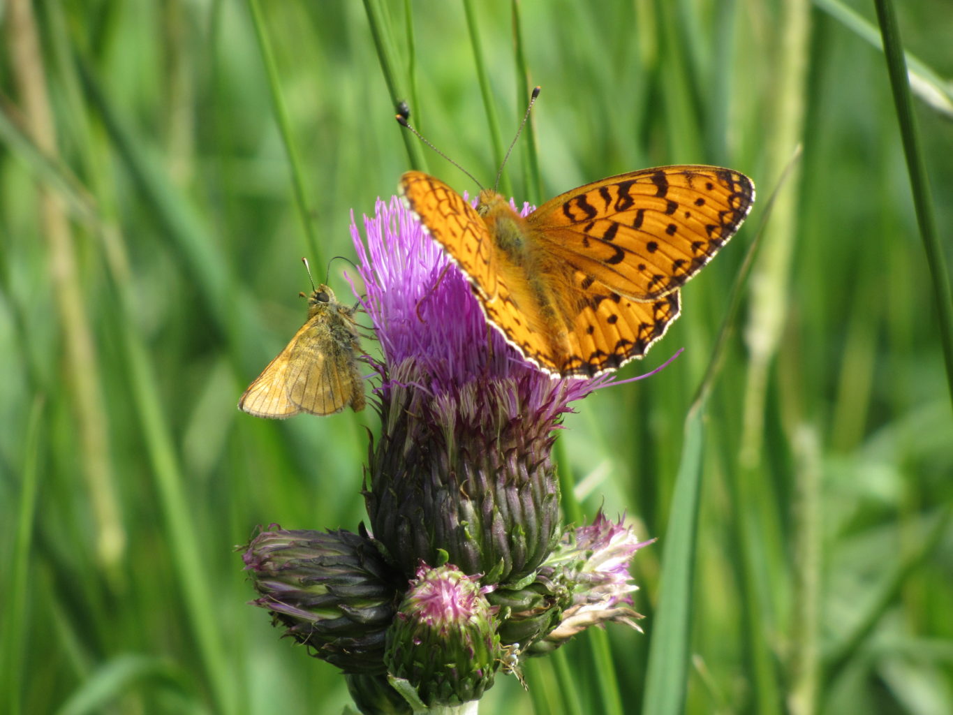 Valokuvaaja: Risto Kangassalo
