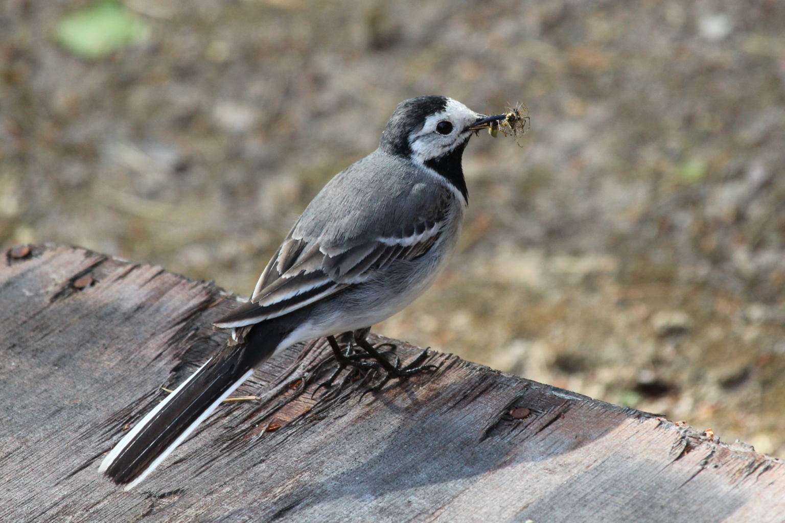Valokuvaaja: Kirsi-Marja Joenpolvi