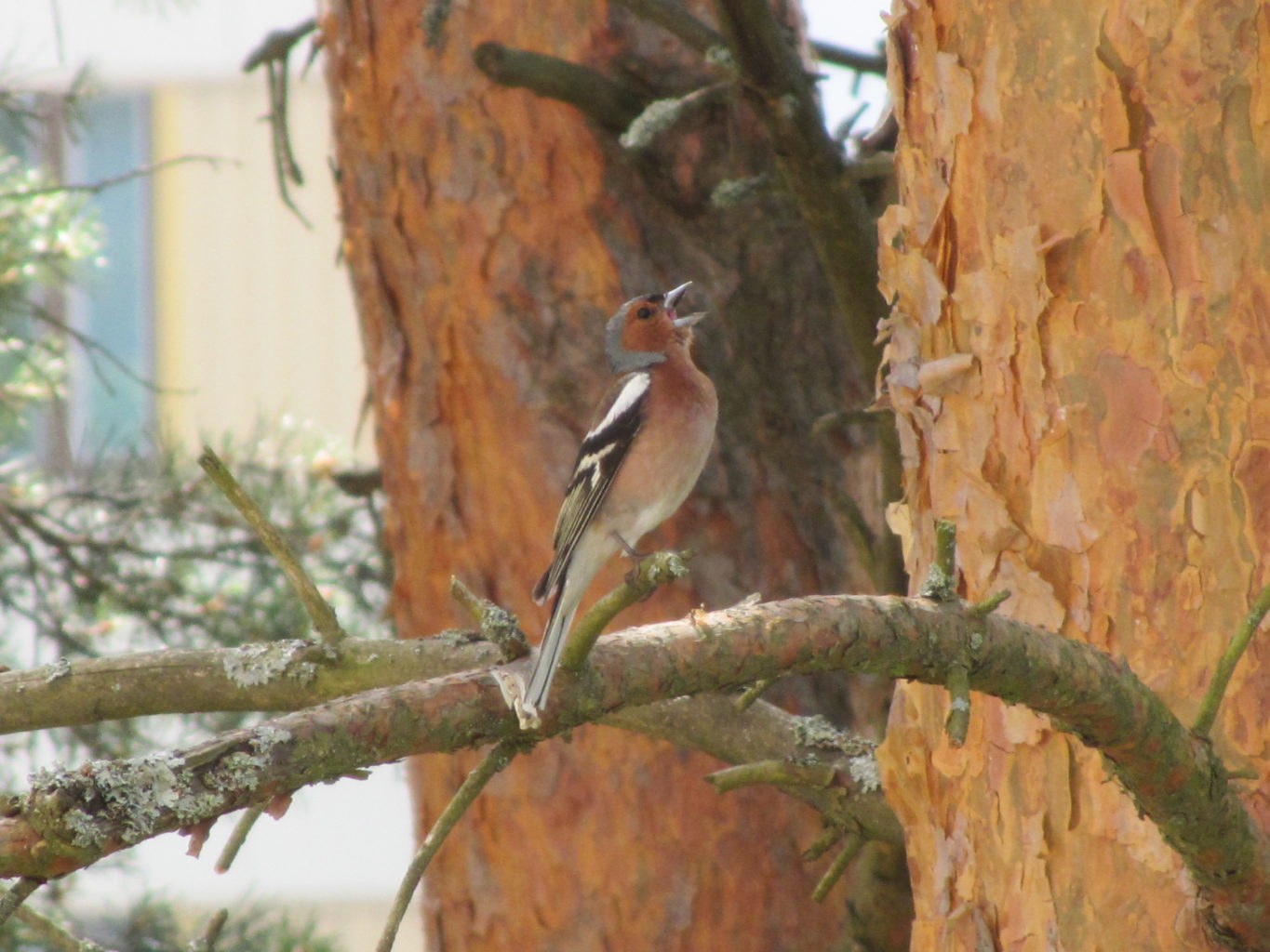 Valokuvaaja: Risto Kangassalo