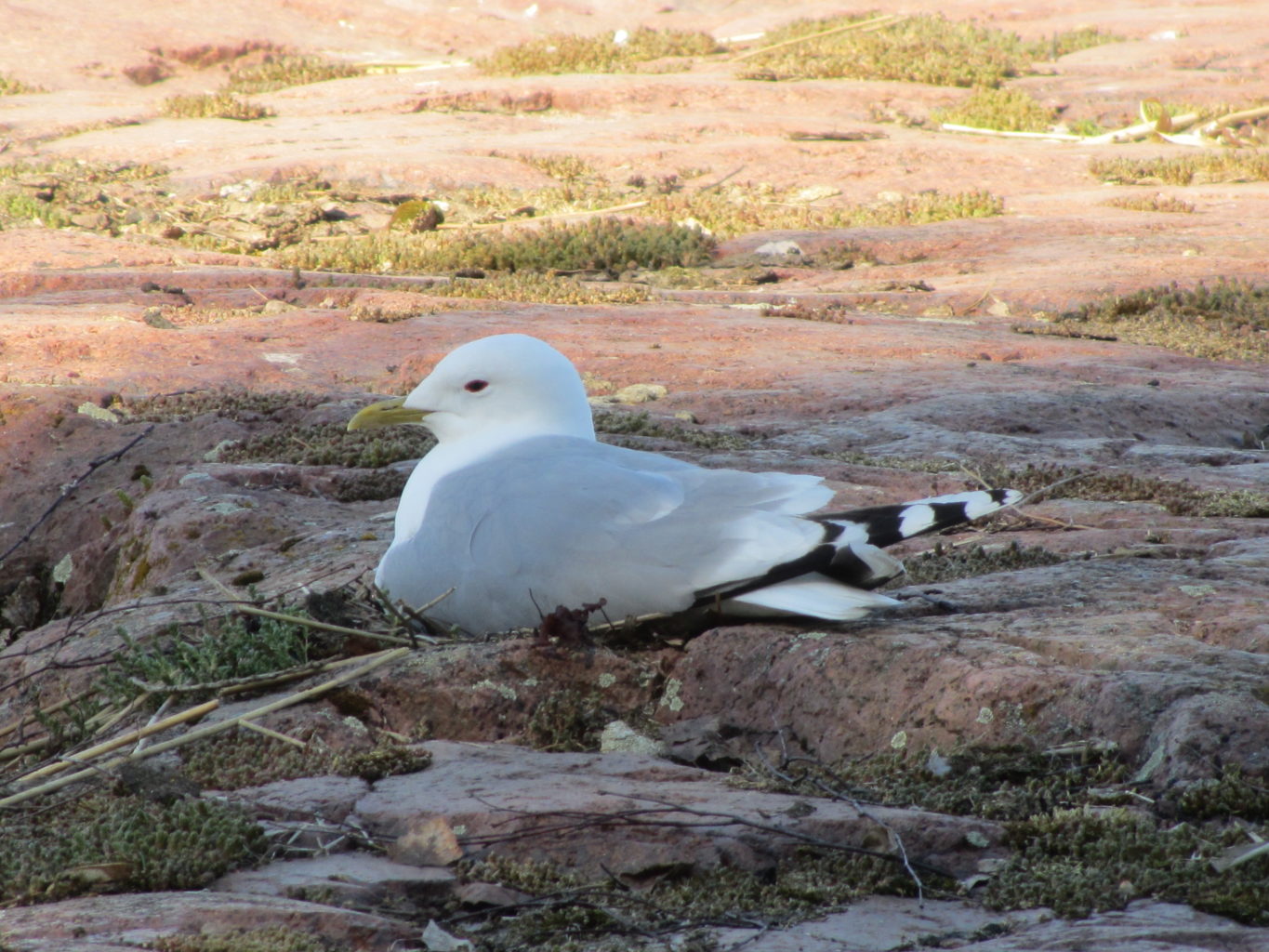 Valokuvaaja: Risto Kangassalo