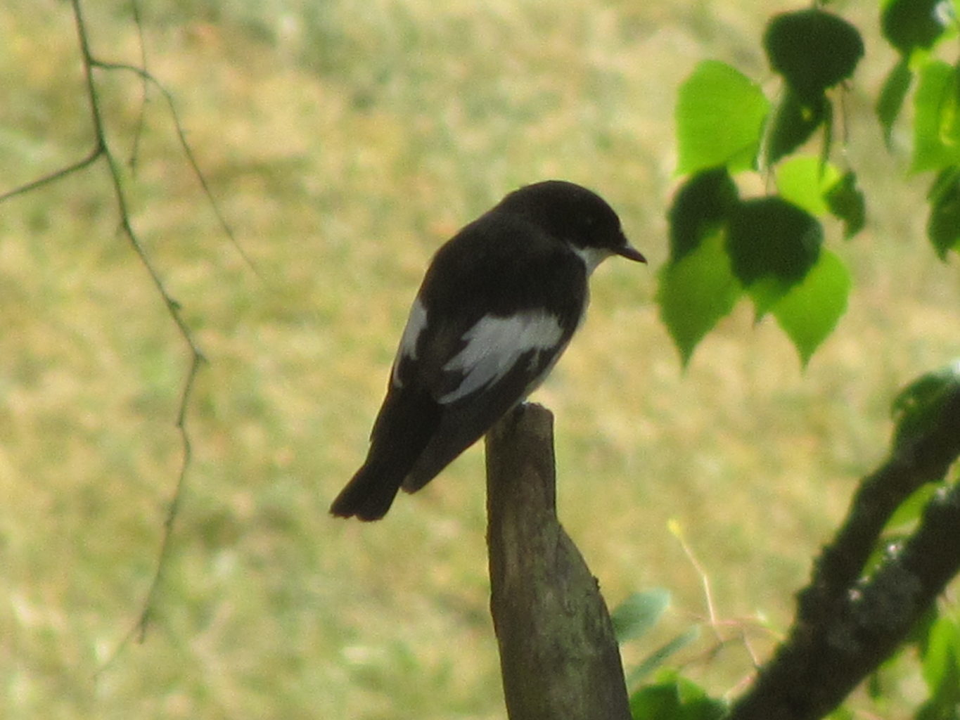 Valokuvaaja: Risto Kangassalo