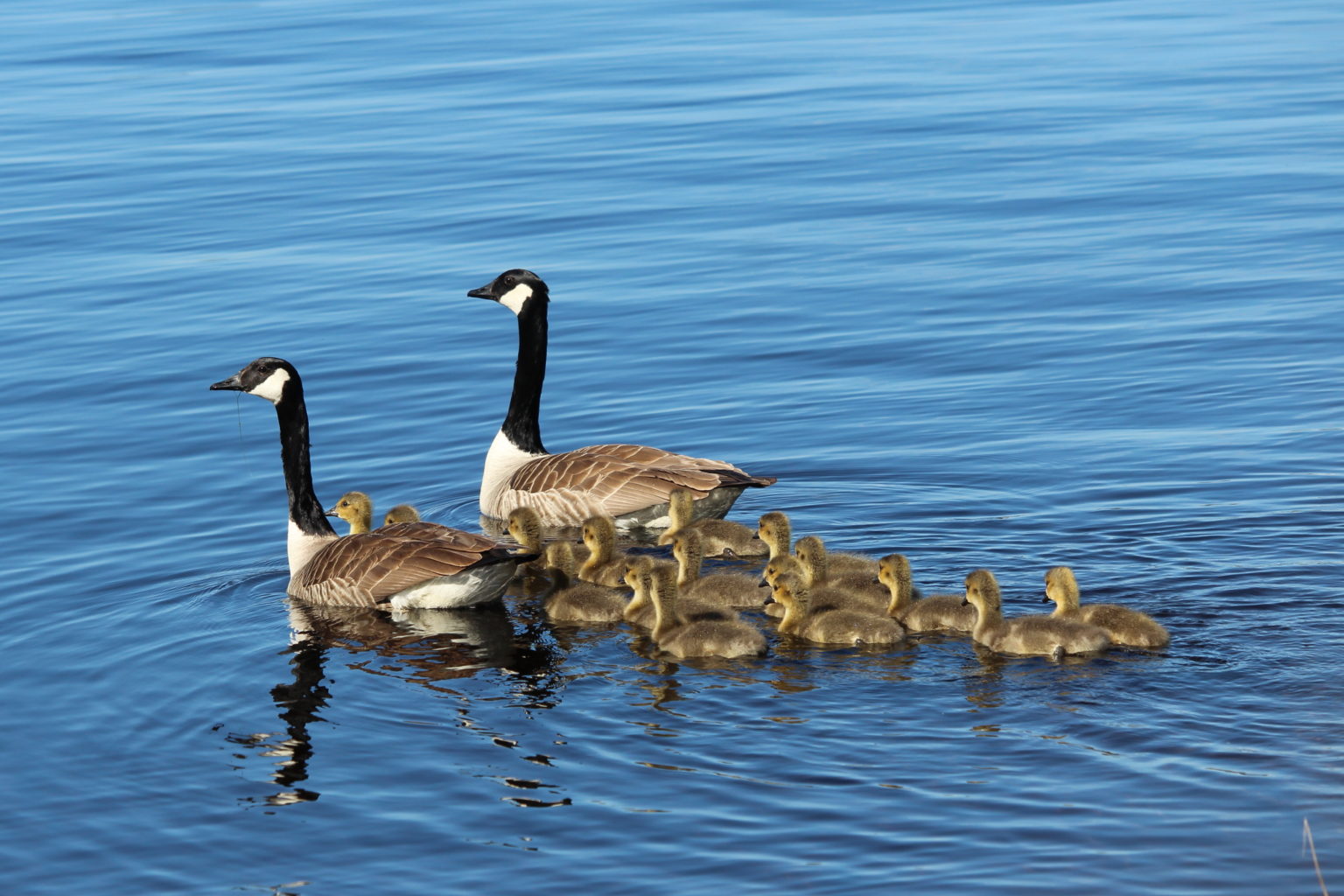 Valokuvaaja: Kirsi-Marja Joenpolvi Valokuvaaja: Kirsi-Marja Joenpolvi