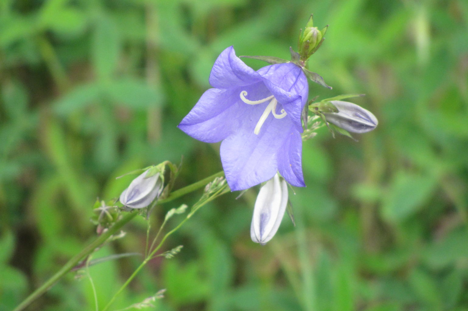 Valokuvaaja: Risto Kangassalo