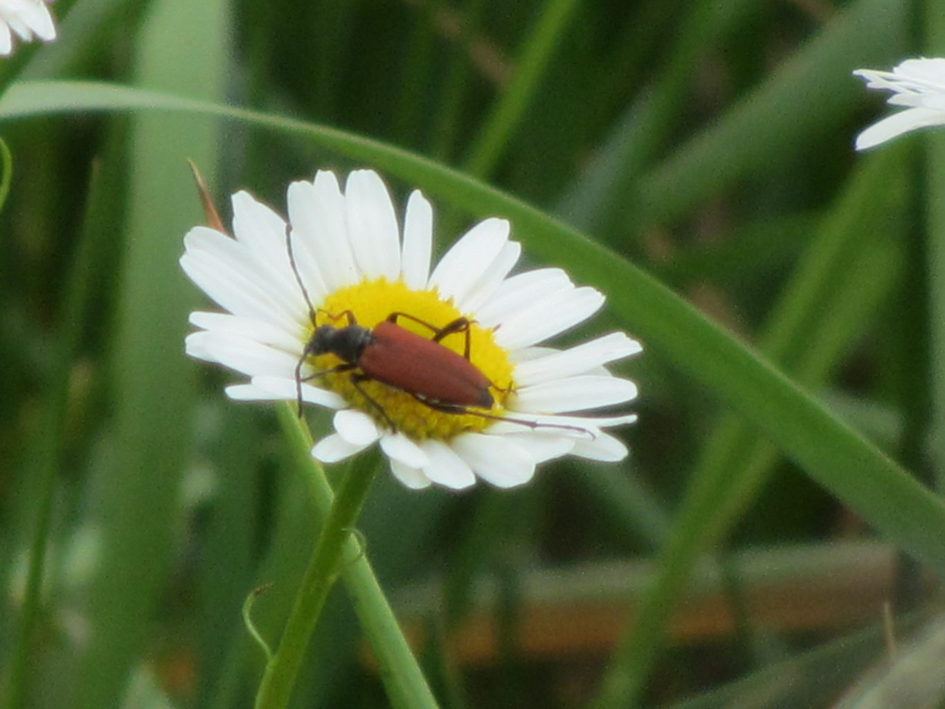 Valokuvaaja: Risto Kangassalo