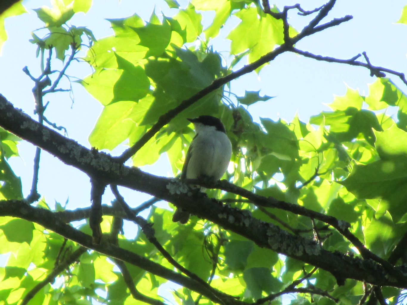 Valokuvaaja: Risto Kangassalo