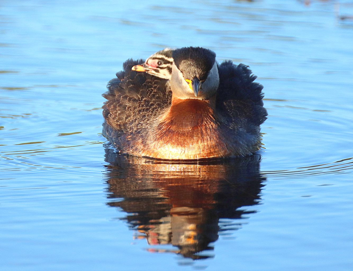 Valokuvaaja: Irja lehtinen