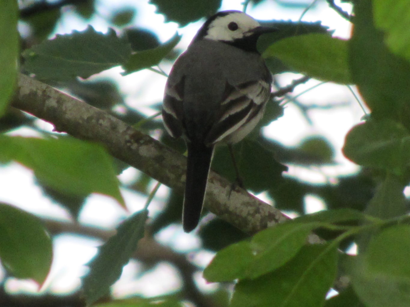 Valokuvaaja: Risto Kangassalo