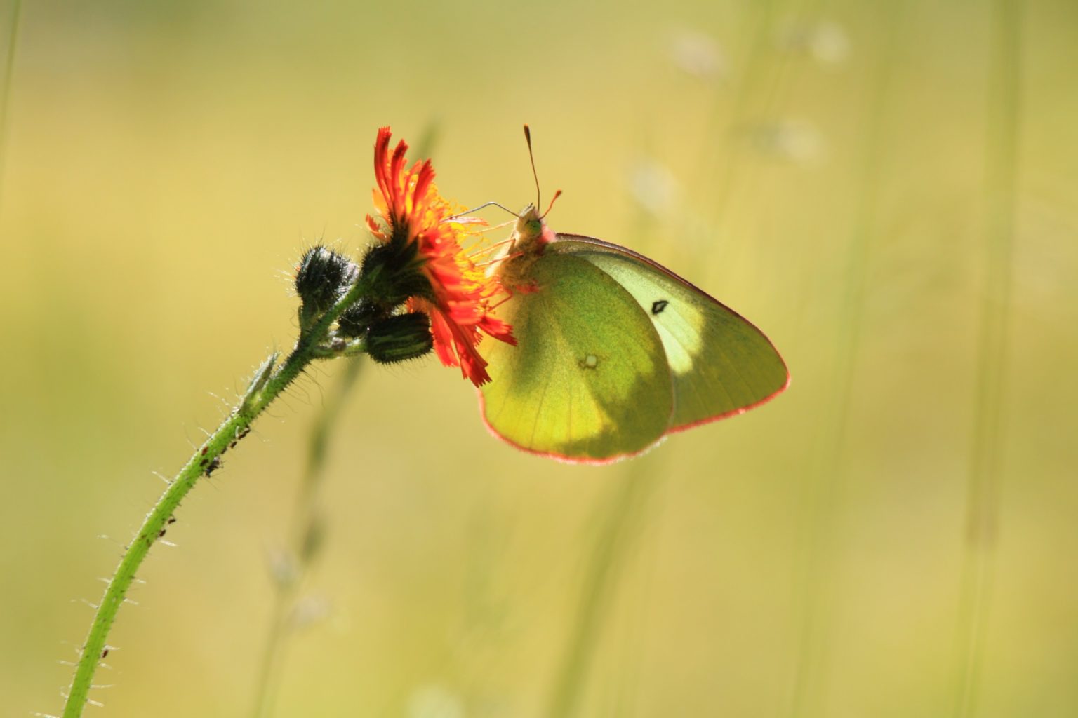 Valokuvaaja: Berndt Hannelius