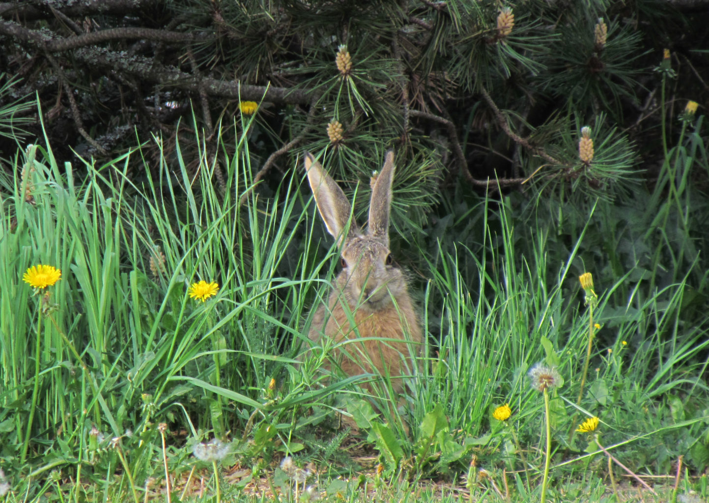Valokuvaaja: Arja Illman
