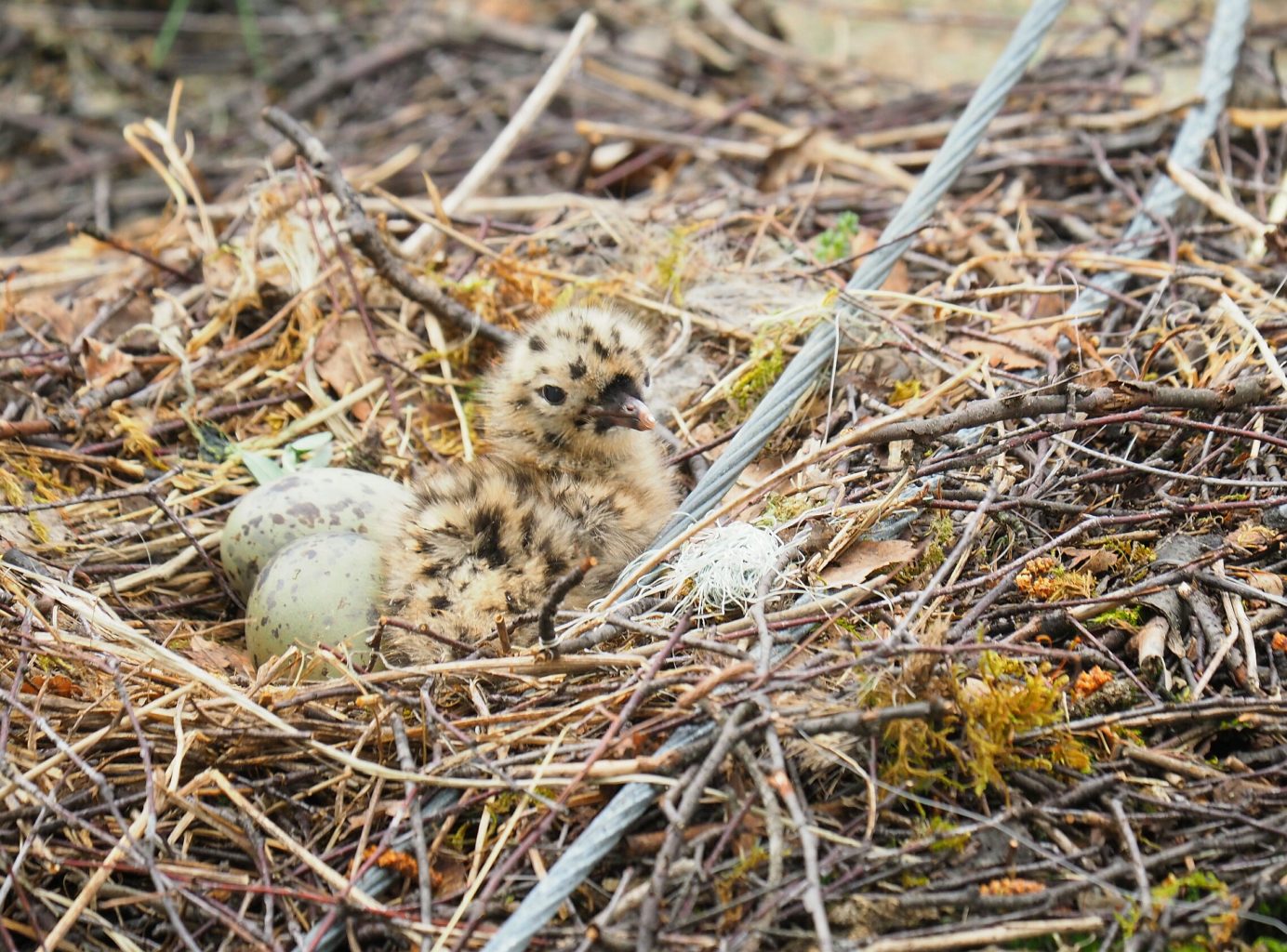 Valokuvaaja: Irma Mikkola