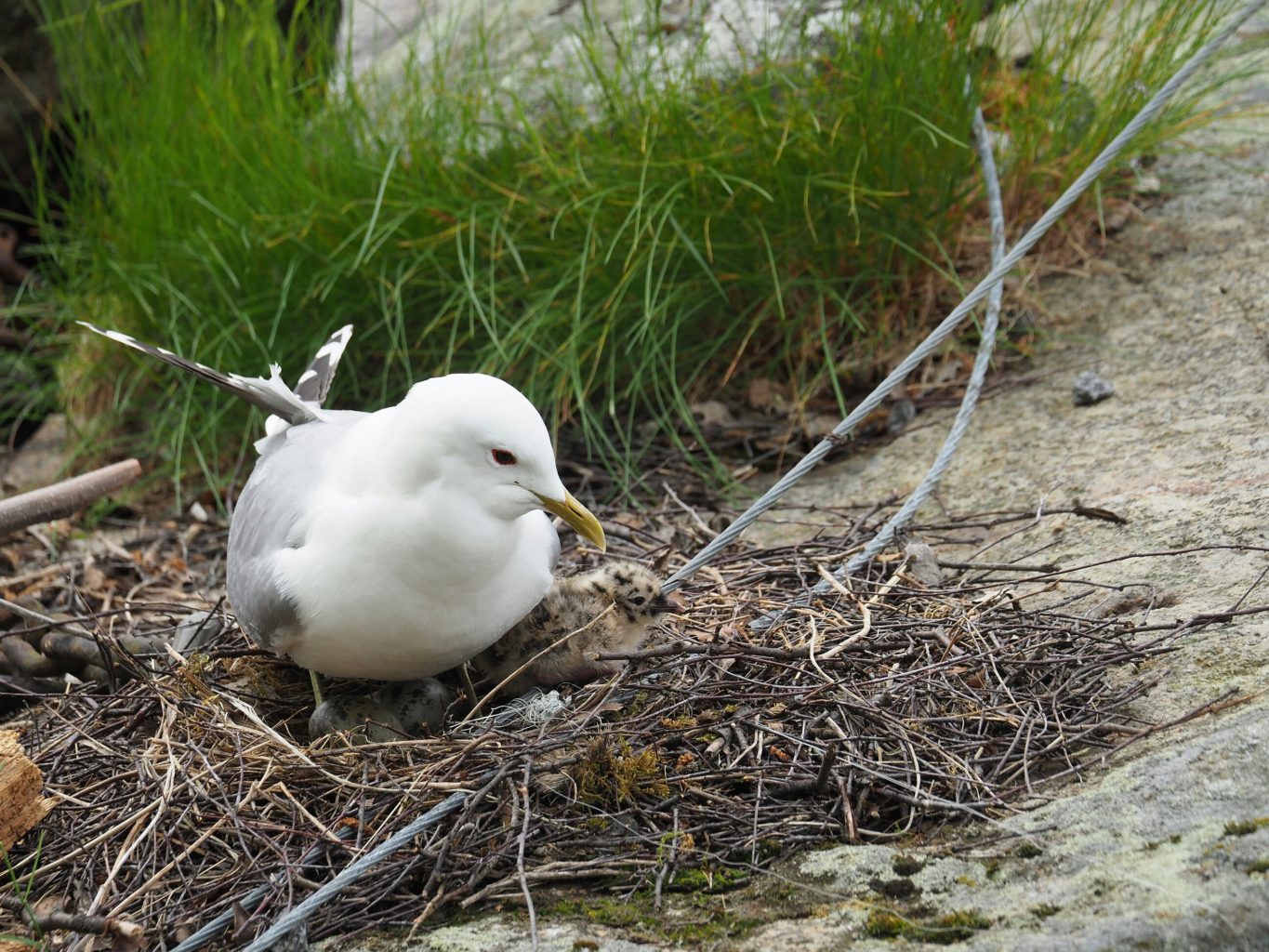 Valokuvaaja: Irma Mikkola