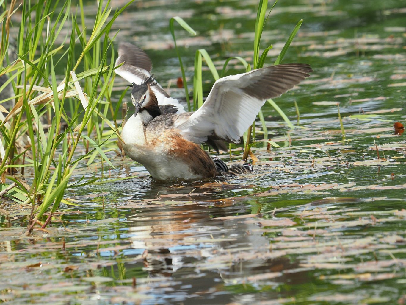 Valokuvaaja: Irma Mikkola