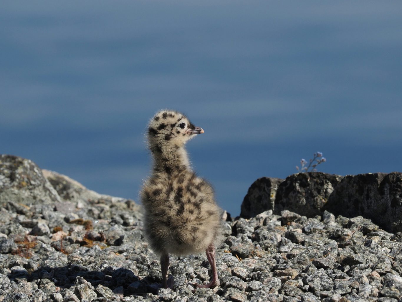 Valokuvaaja: Irma Mikkola