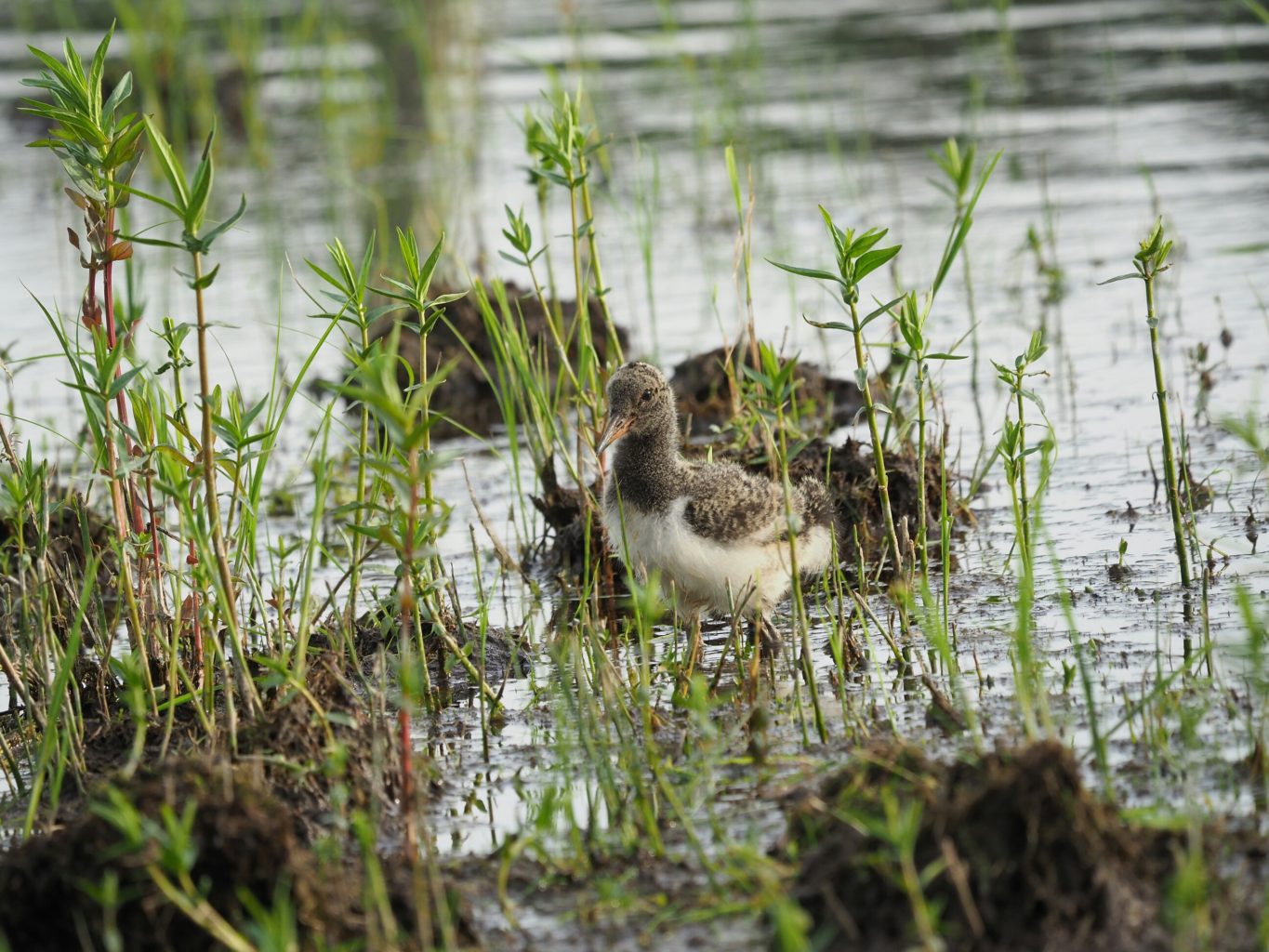 Valokuvaaja: Irma Mikkola