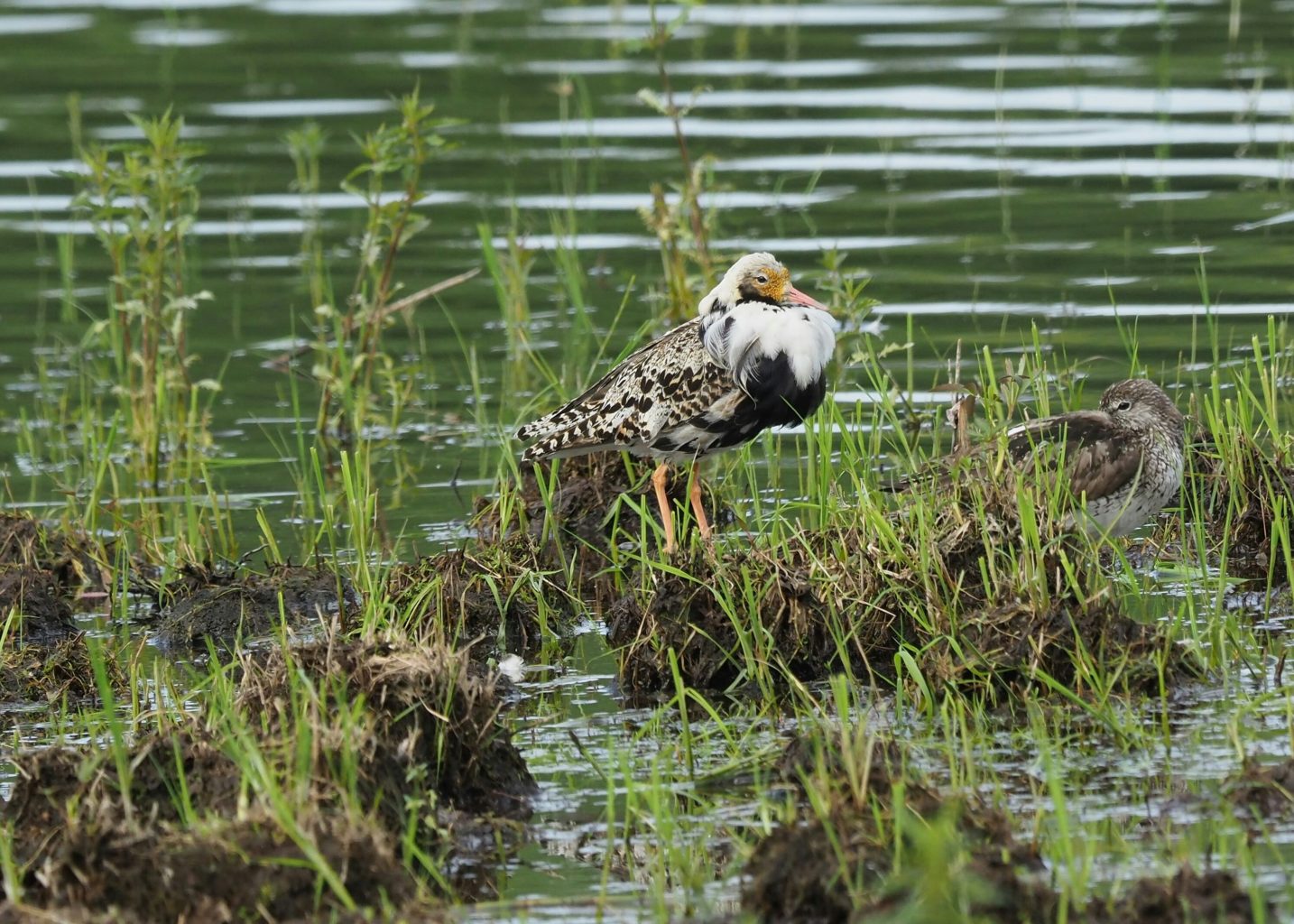 Valokuvaaja: Irma Mikkola