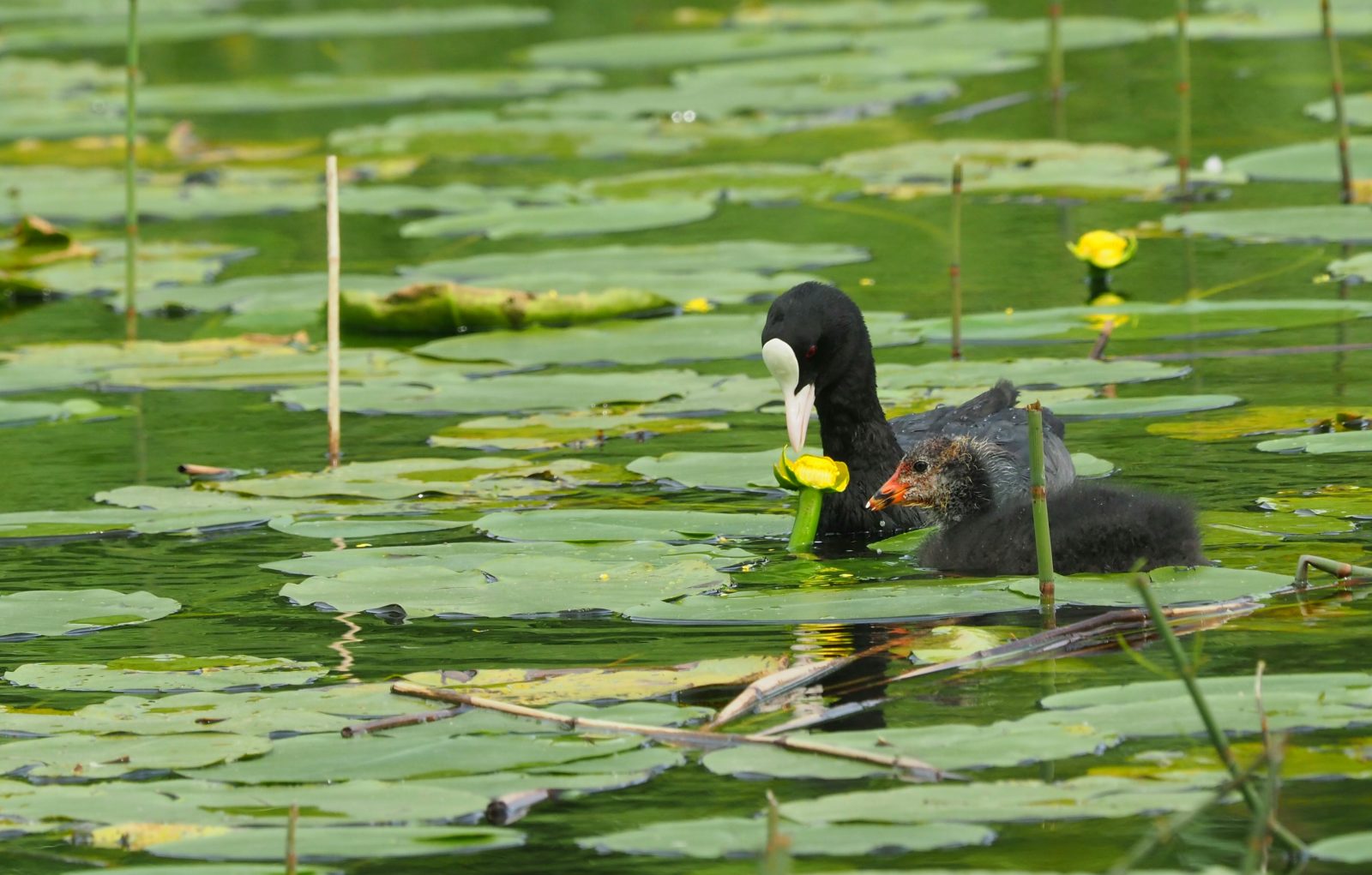 Valokuvaaja: Irma Mikkola
