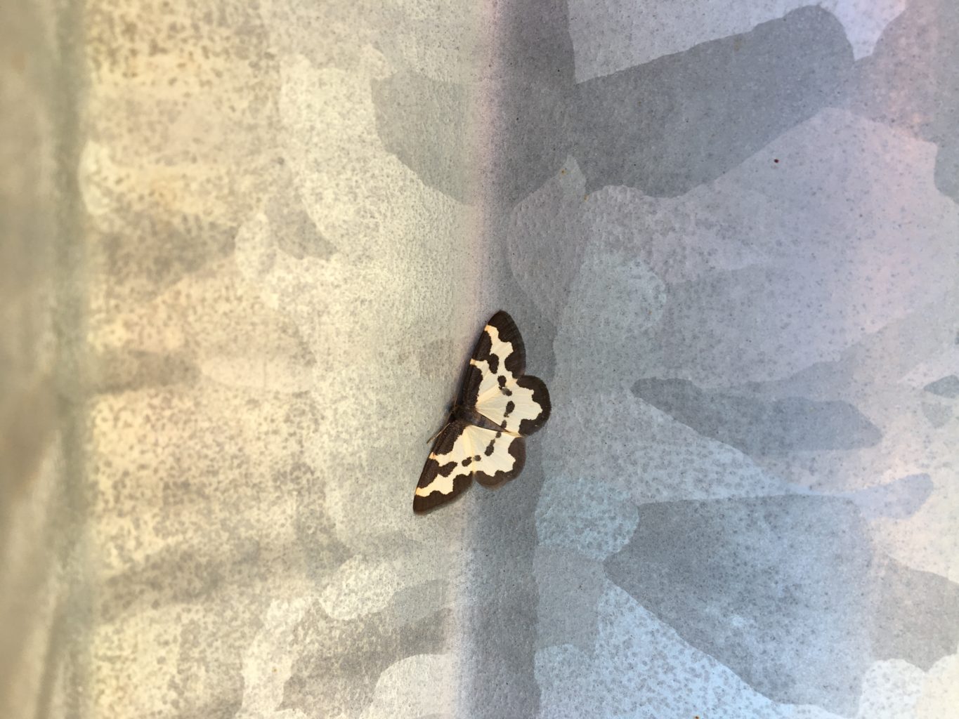 Valokuvaaja: Salme Kangassalo