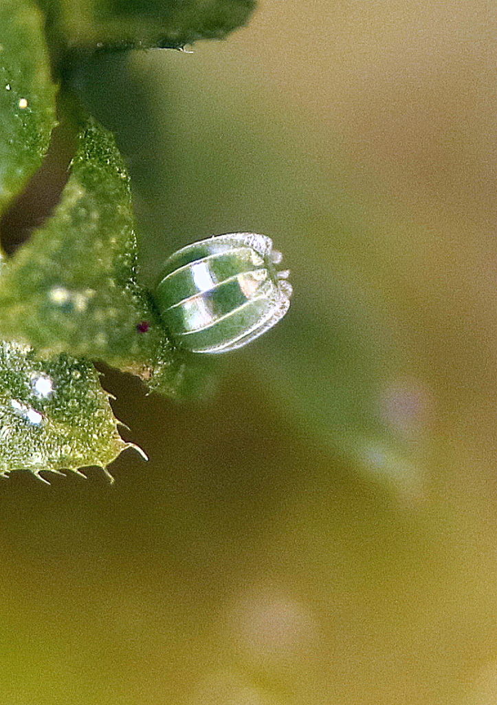 Valokuvaaja: hannu rasiranta Valokuvaaja: hannu rasiranta