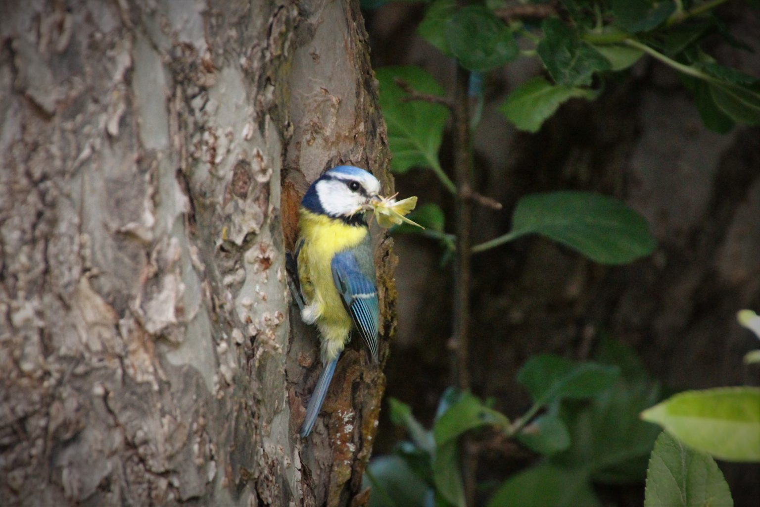 Valokuvaaja: Tiina Laihanen