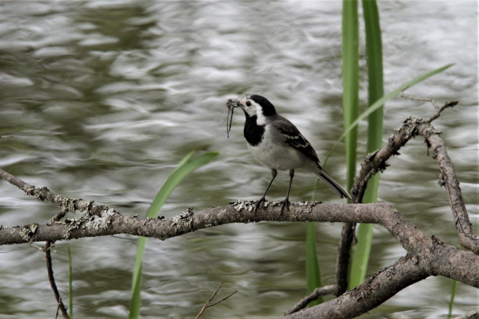 Valokuvaaja: Päivi Punta
