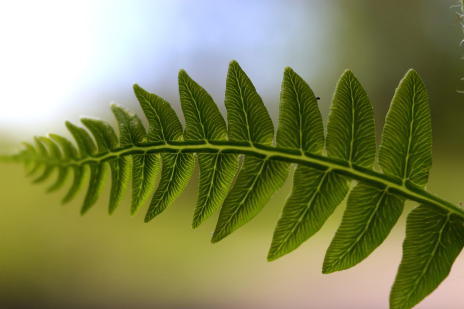 Valokuvaaja: Irja lehtinen