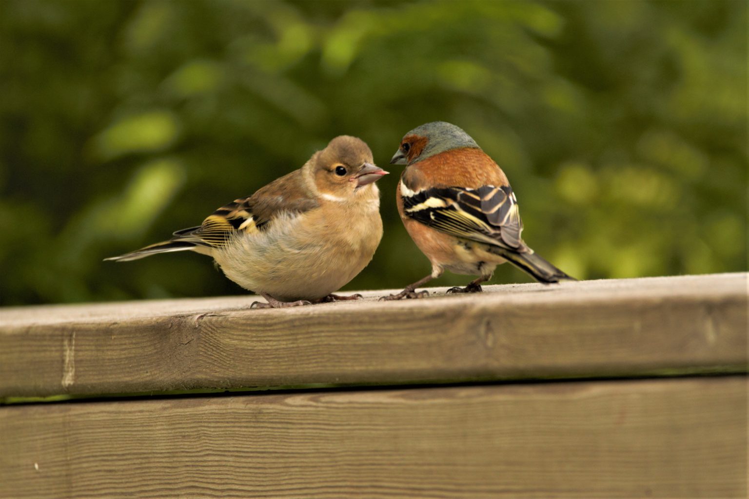 Valokuvaaja: Päivi Punta