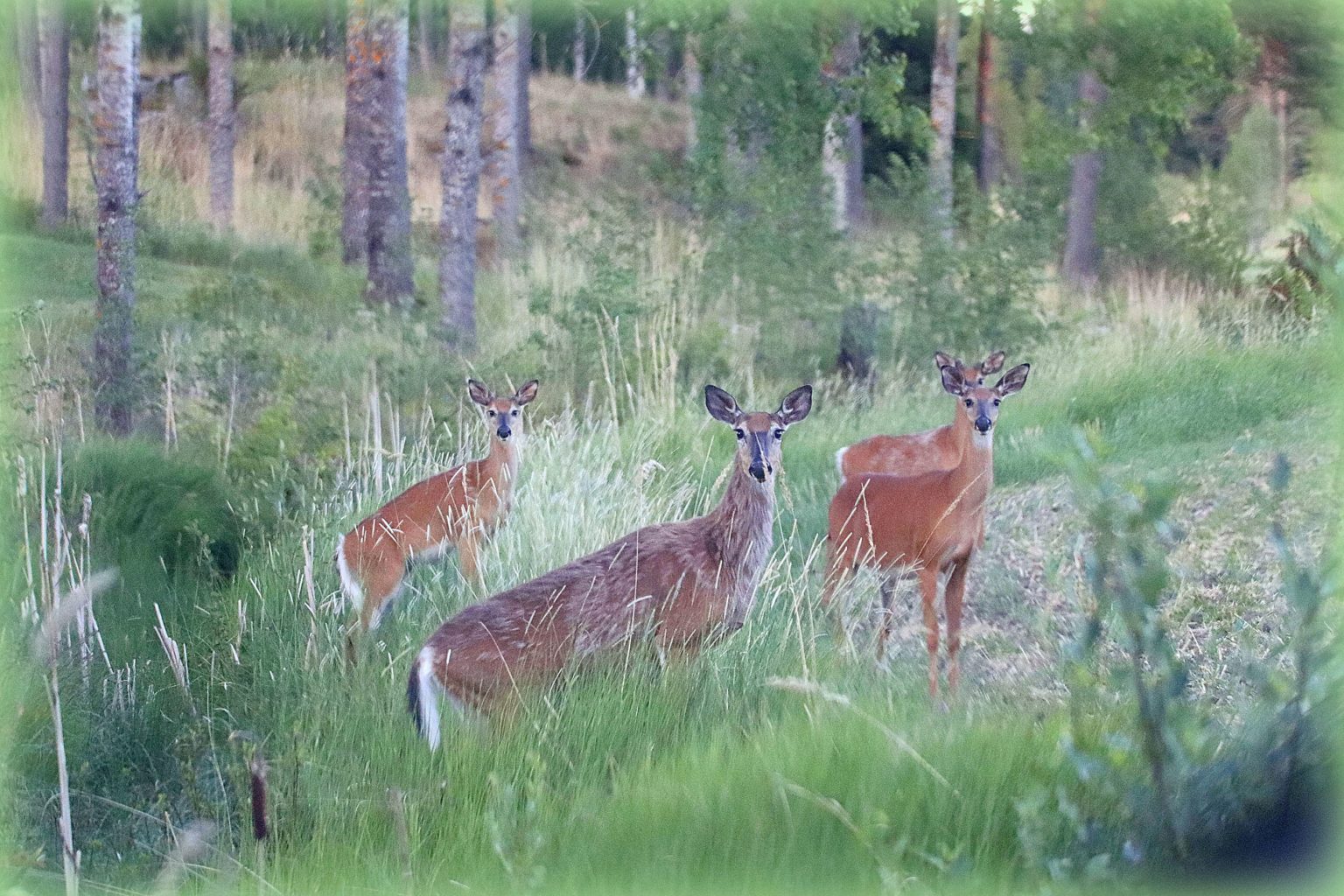 Valokuvaaja: Irja lehtinen