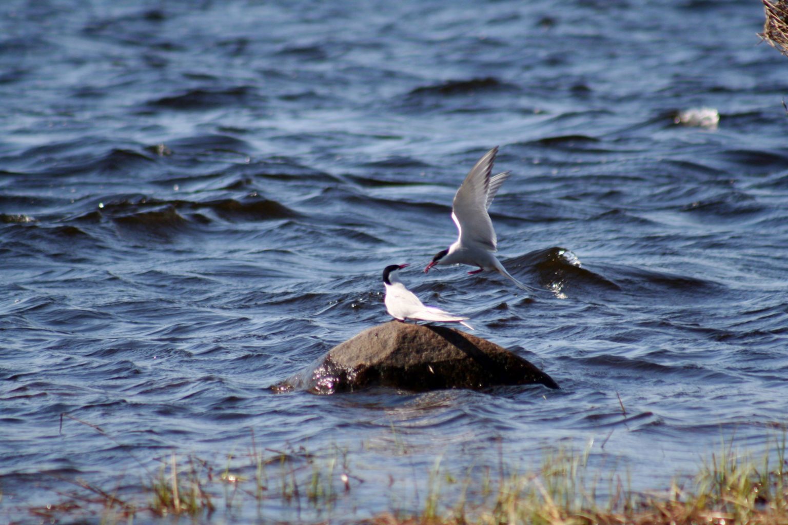 Valokuvaaja: Pirkko Siukonen