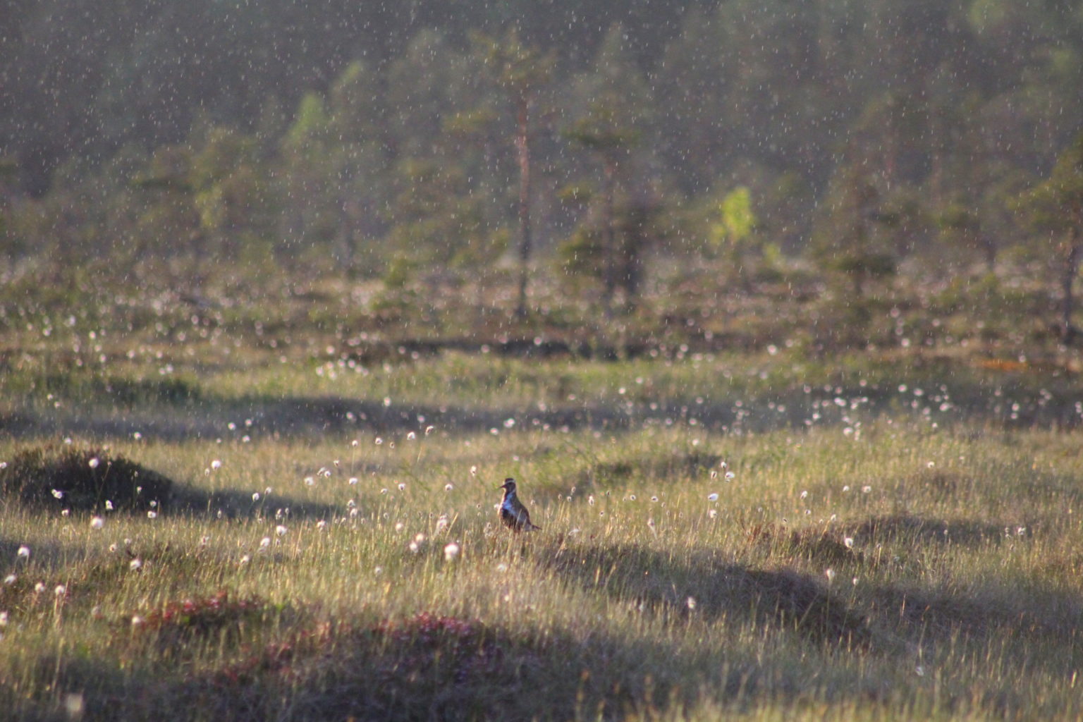 Valokuvaaja: Ville Forss Valokuvaaja: Ville Forss