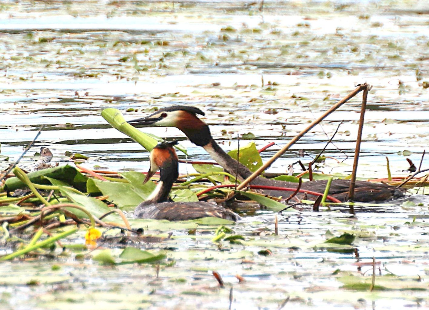 Valokuvaaja: Irja Lehtinen