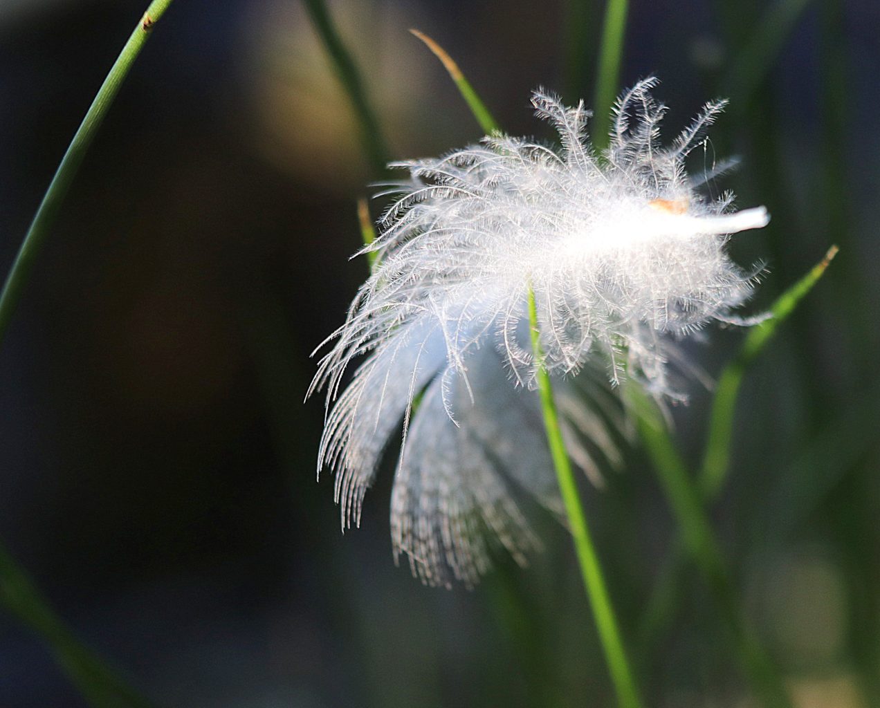 Valokuvaaja: Irja Lehtinen