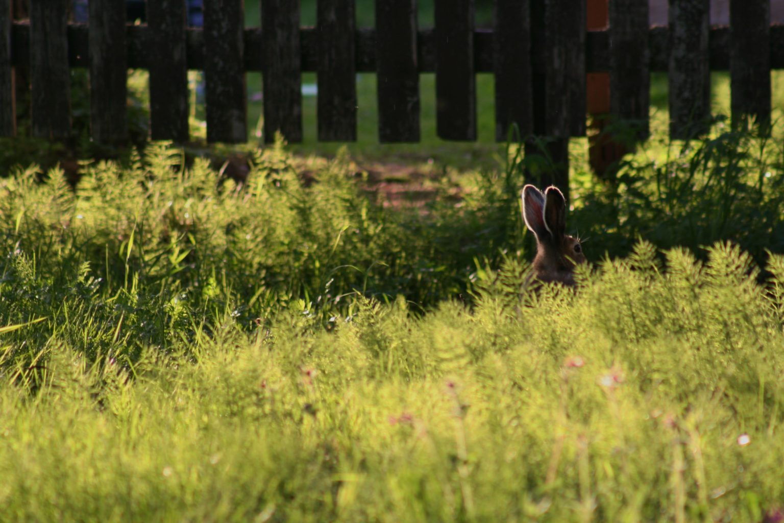 Valokuvaaja: Pirkko Siukonen
