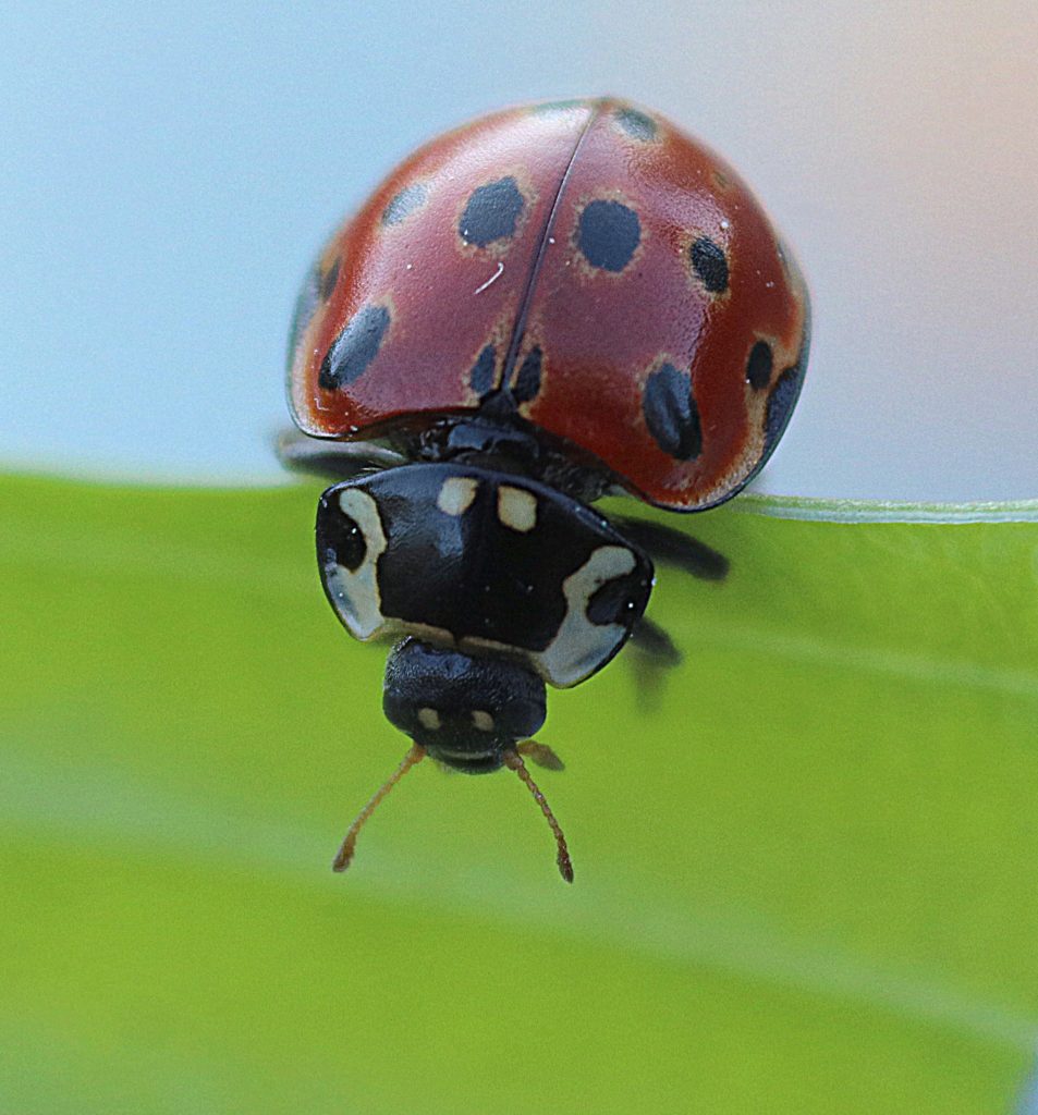 Valokuvaaja: Irja lehtinen