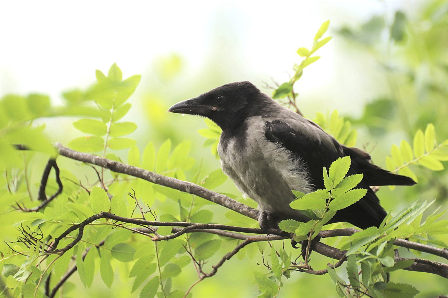 Valokuvaaja: Irja lehtinen