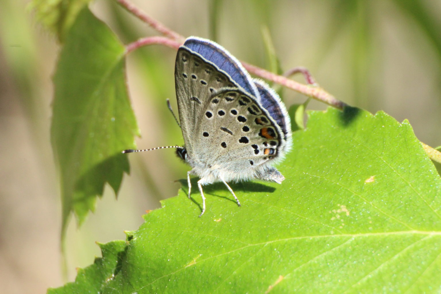 Valokuvaaja: Miia Pesu