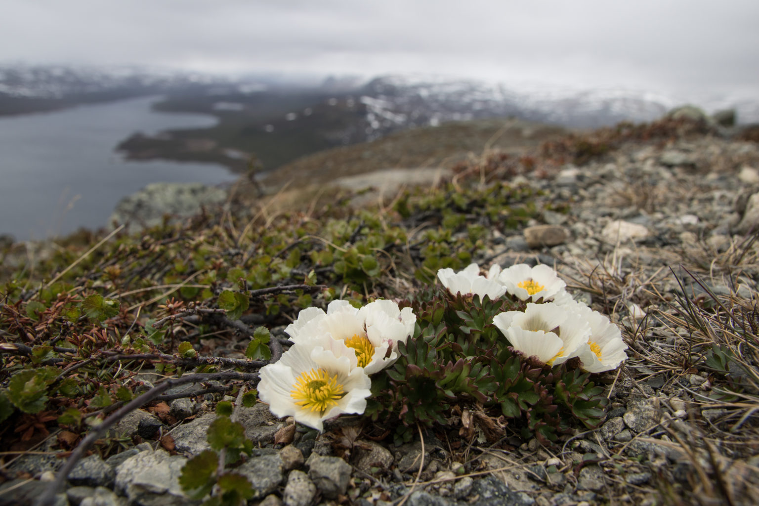 Valokuvaaja: Katri Niskanen
