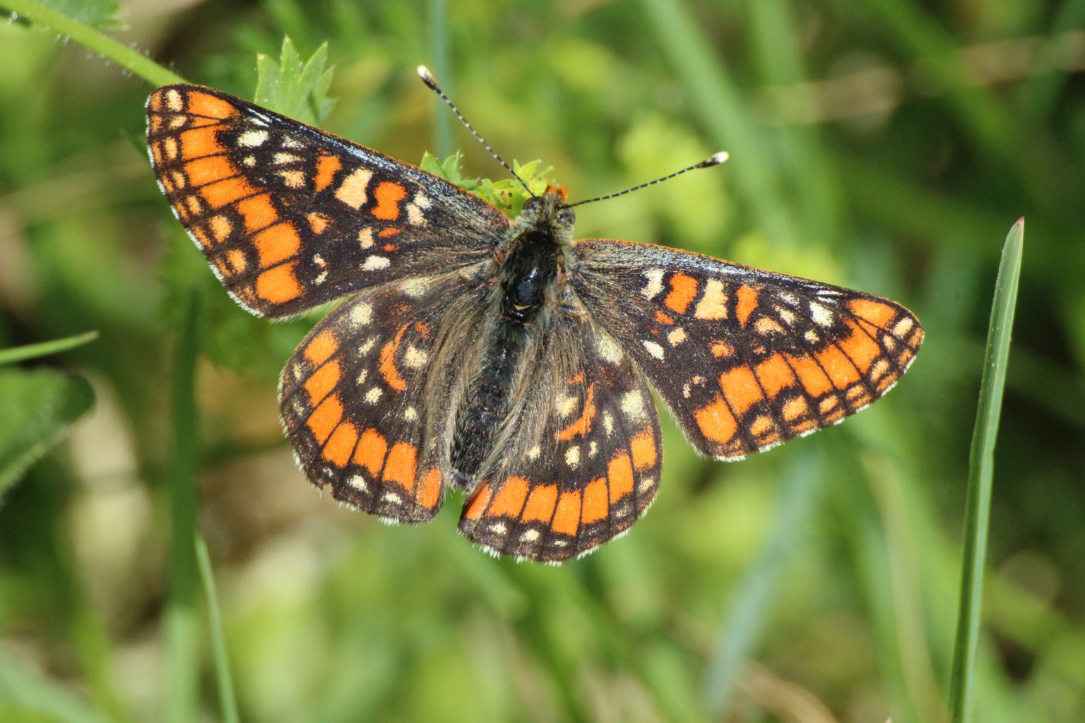 Valokuvaaja: Miia Pesu