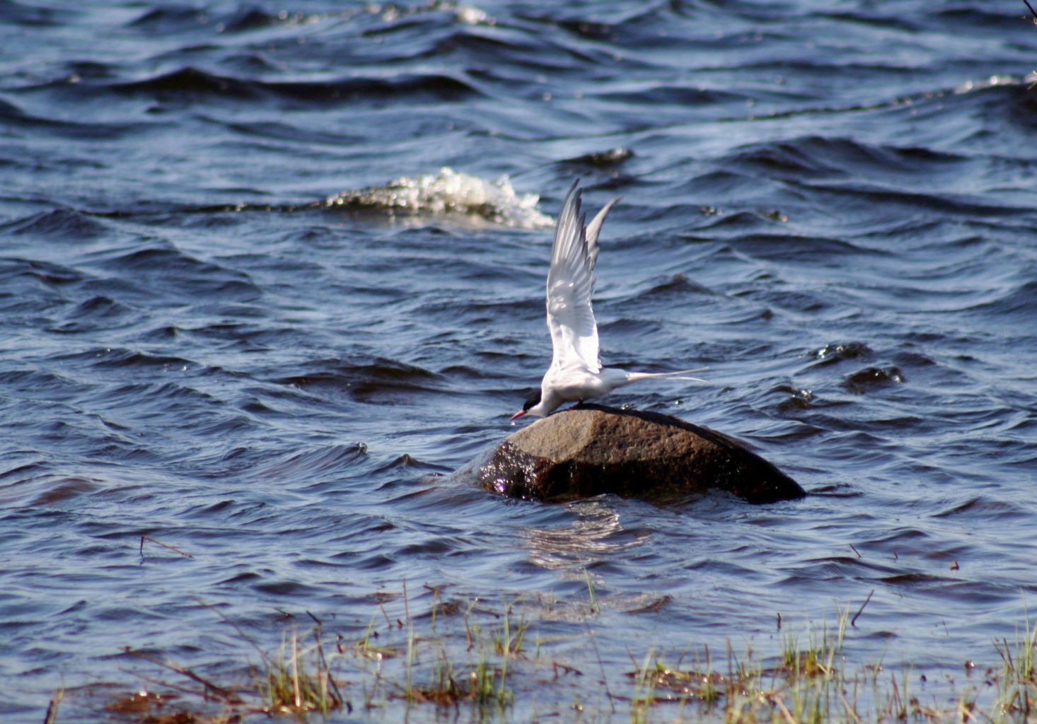 Valokuvaaja: Pirkko Siukonen