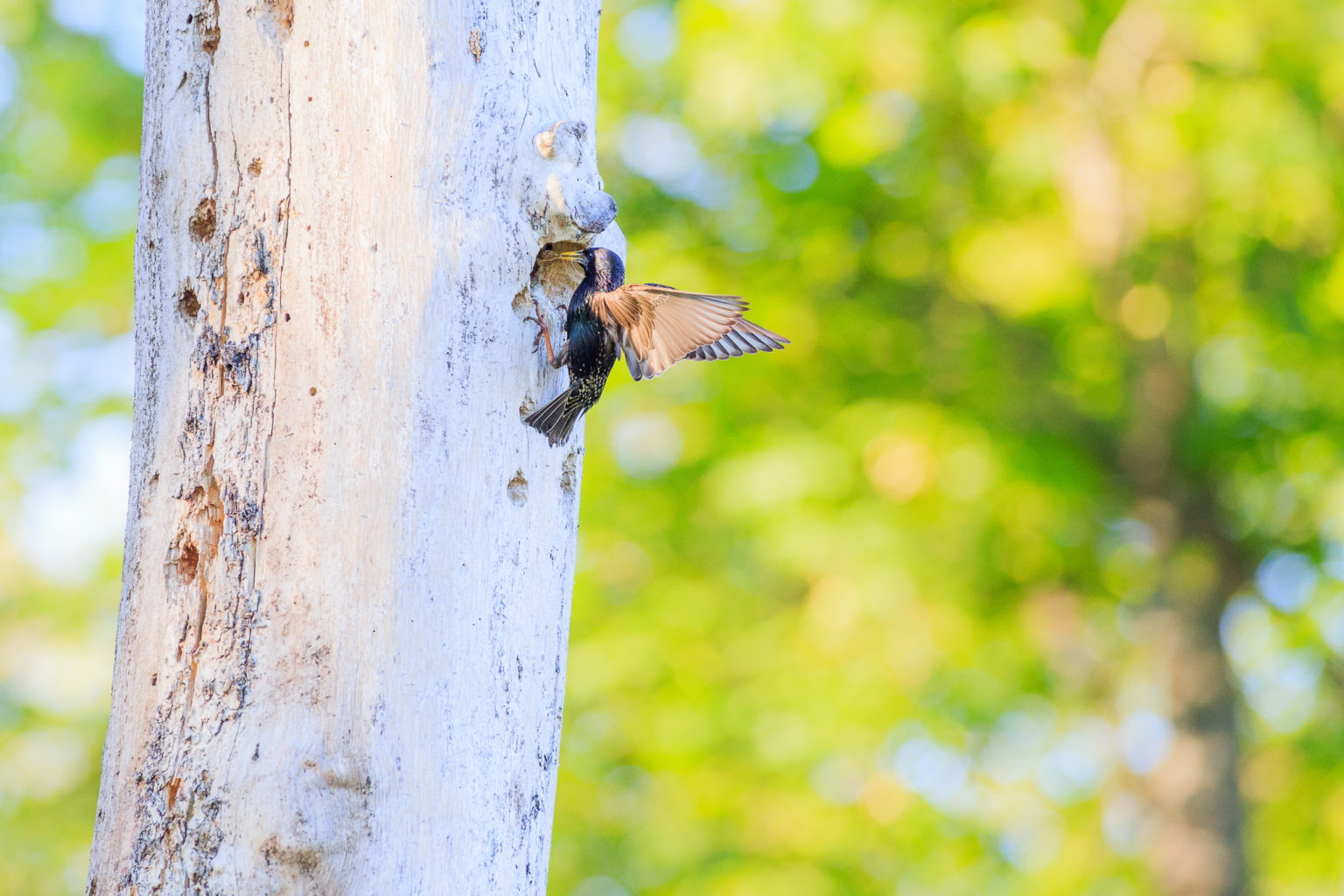 Valokuvaaja: Antti Toivanen