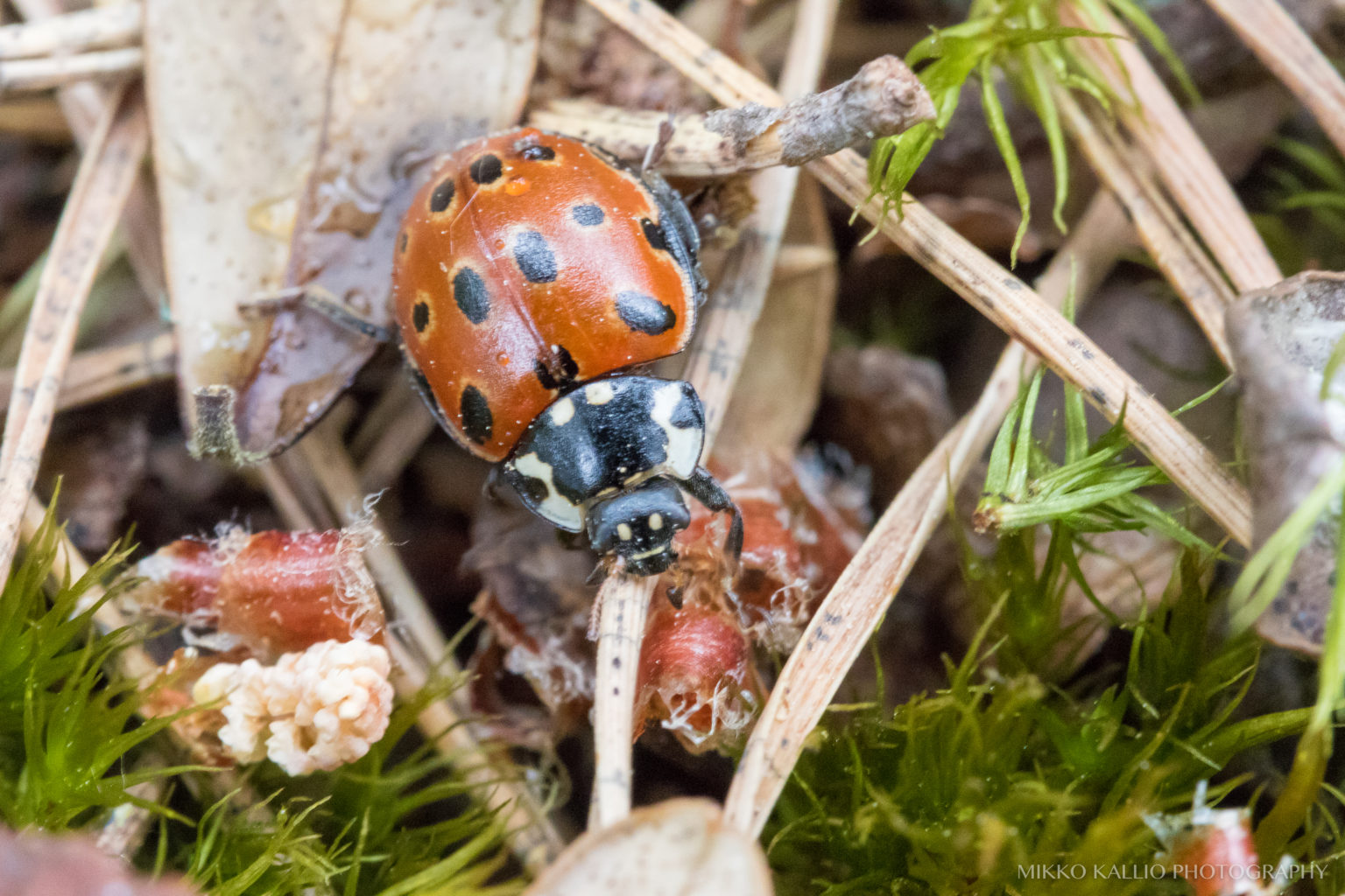 Valokuvaaja: Mikko Kallio