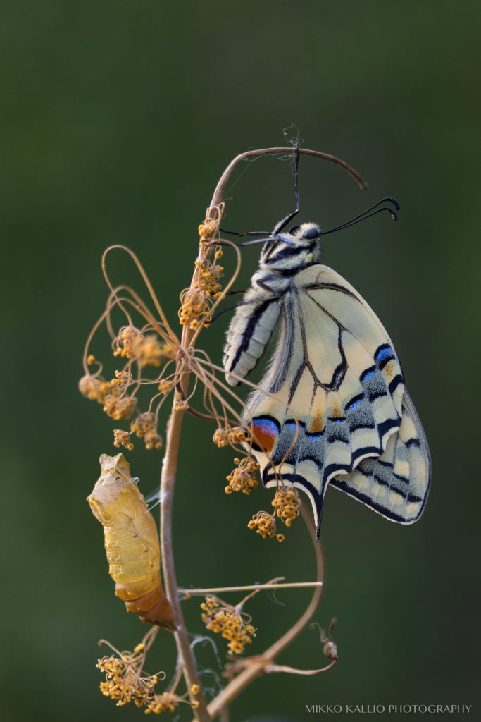 Valokuvaaja: Mikko Kallio