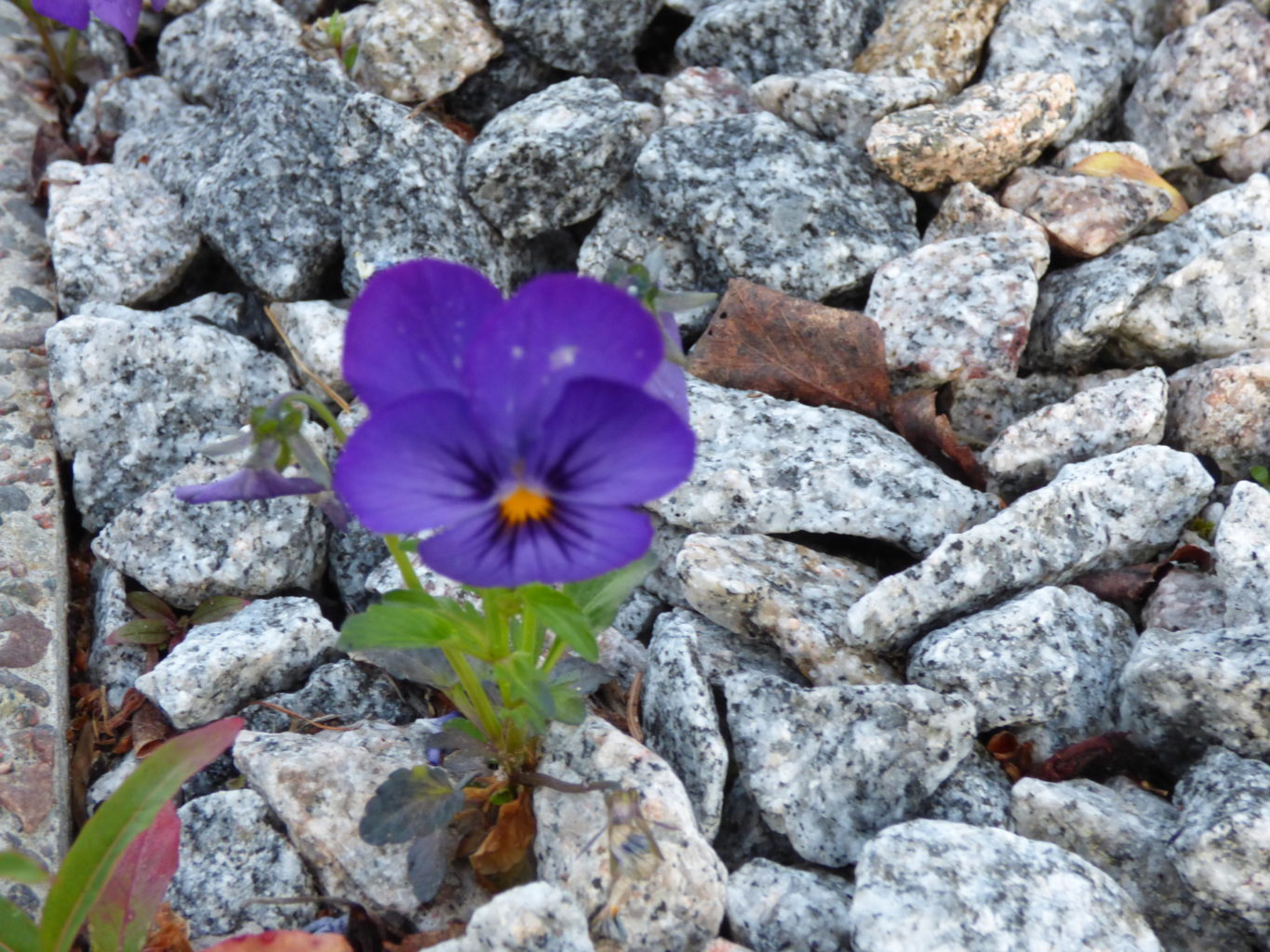 Valokuvaaja: Hannu Rissanen
