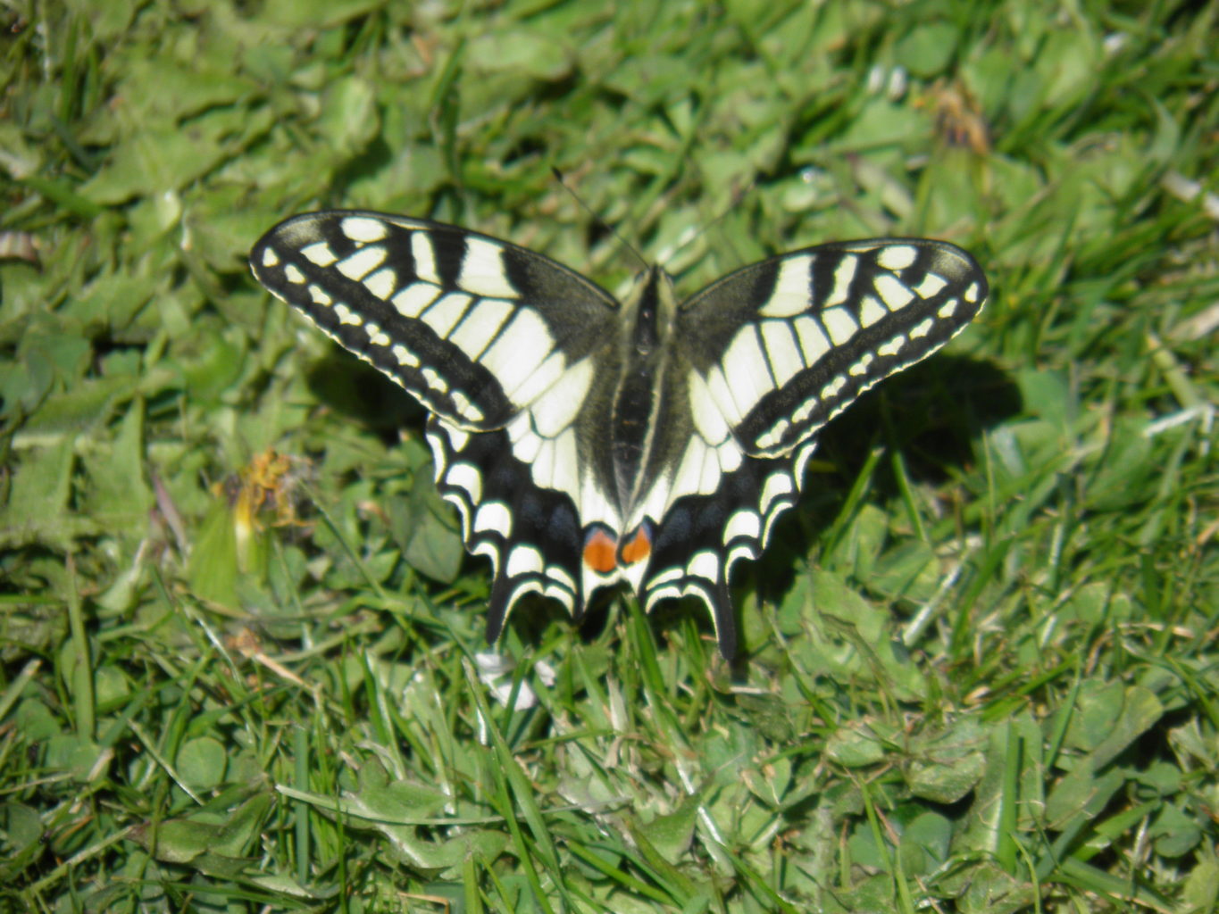 Valokuvaaja: Pentti Laine