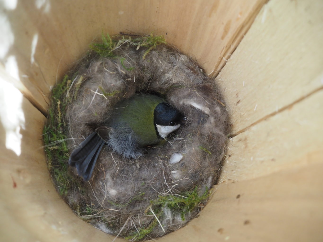 Valokuvaaja: Irma Mikkola